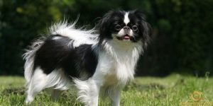 9 beautiful – Lovely – Most popular Japanese dog breeds today!