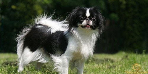 9 beautiful – Lovely – Most popular Japanese dog breeds today!