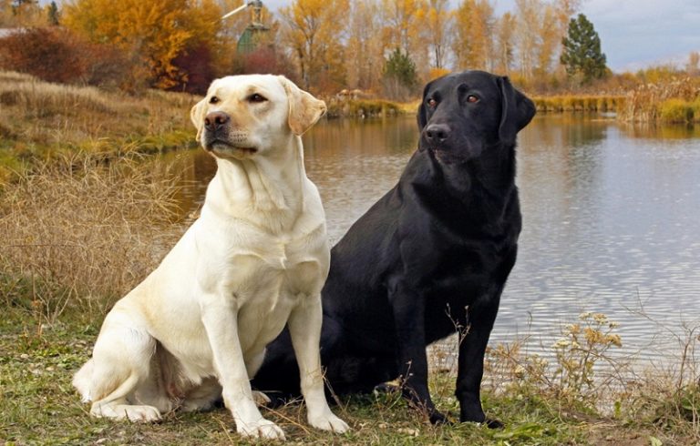Top 10 most raised dog breeds in America