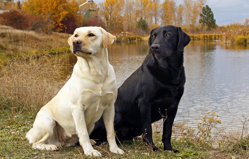 Top 10 most raised dog breeds in America