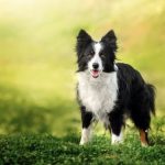 Border Collie: The Genius of the Dog World
