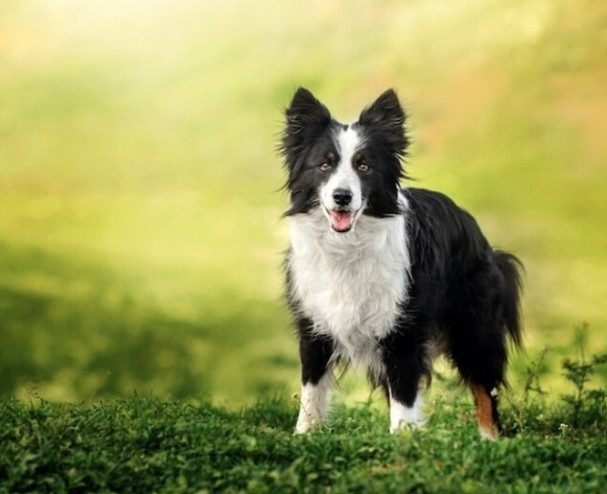 Border Collie: The Genius of the Dog World