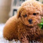 Poodle: The Smart & Elegant Companion