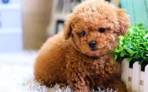 Poodle: The Smart & Elegant Companion